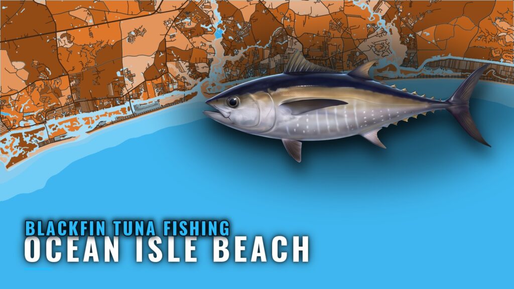 Blackfin Tuna Fishing Out of Ocean Isle Beach, NC