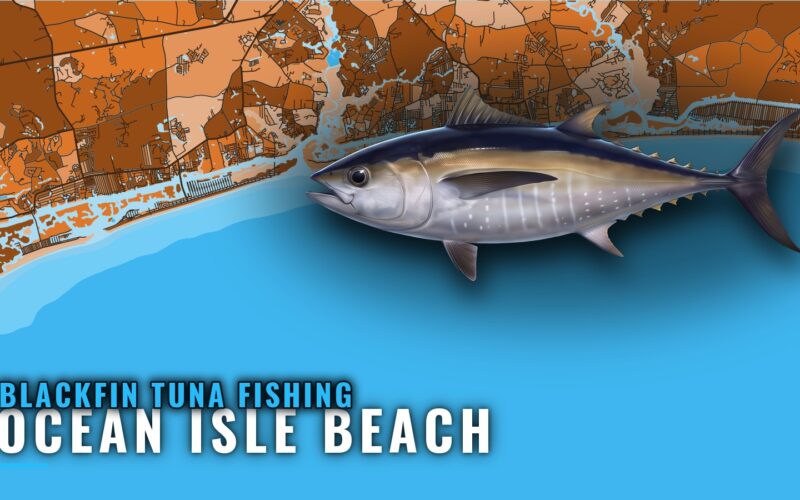 Blackfin Tuna Fishing Out of Ocean Isle Beach, NC