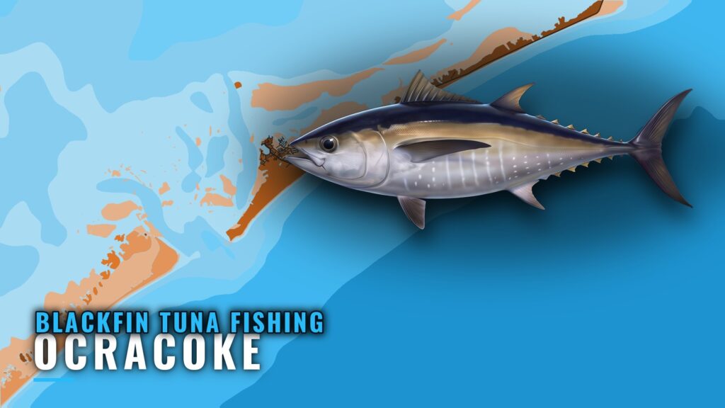 Blackfin Tuna Fishing Out of Ocracoke: Season and Grounds