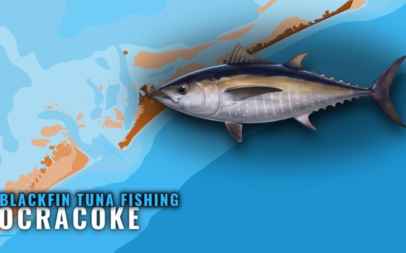 Blackfin Tuna Fishing Out of Ocracoke: Season and Grounds