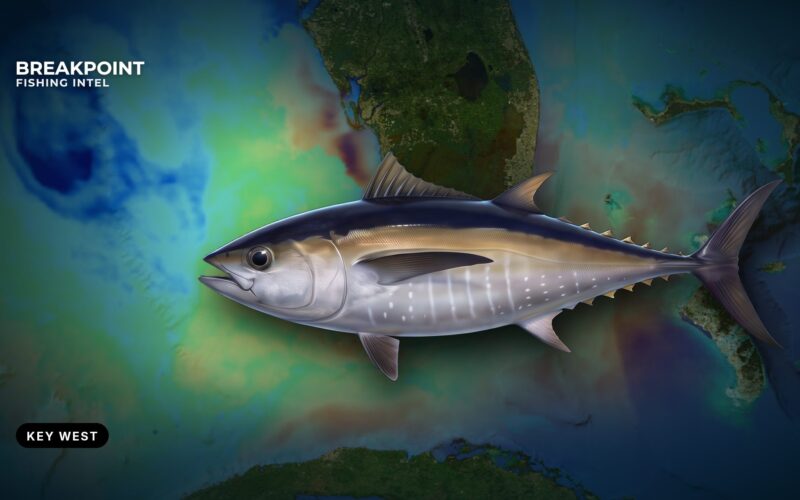 Blackfin Tuna Fishing off Key West, Florida: Local Guide