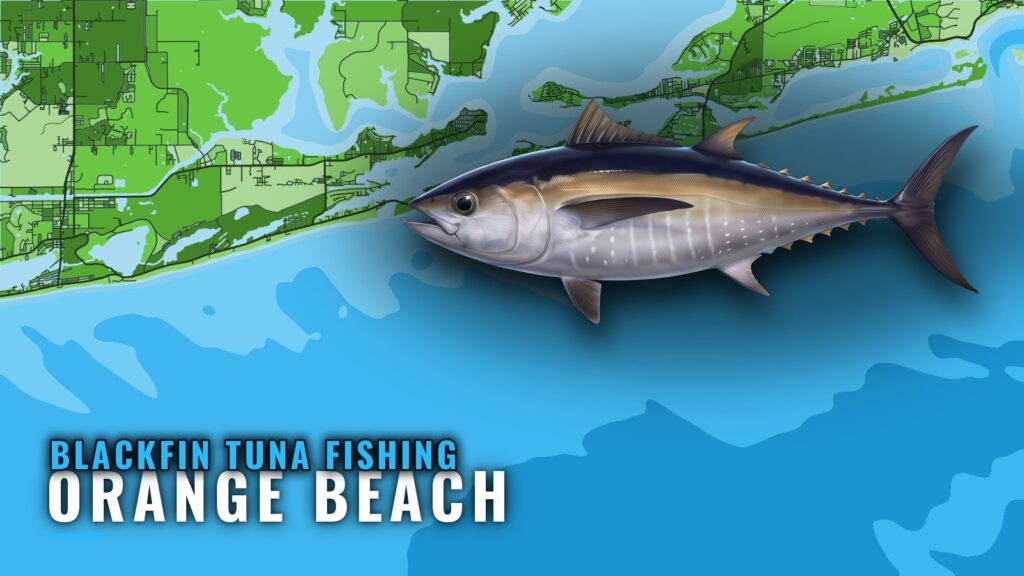 Blackfin Tuna Fishing Out of Orange Beach: Runs and Reefs