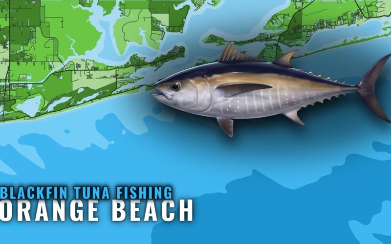 Blackfin Tuna Fishing Out of Orange Beach: Runs and Reefs