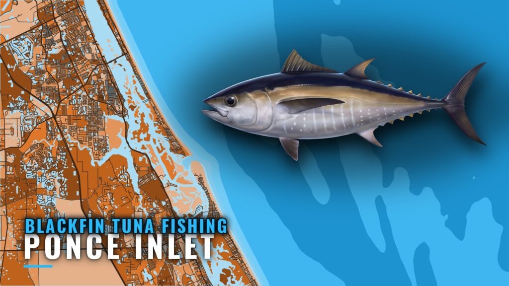 Blackfin Tuna Fishing out of Ponce Inlet: Runs and Grounds