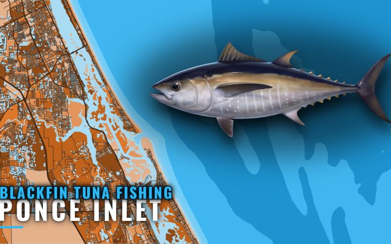 Blackfin Tuna Fishing out of Ponce Inlet: Runs and Grounds