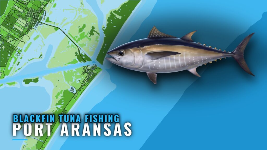 Blackfin Tuna Fishing Out of Port Aransas: Reefs and Season