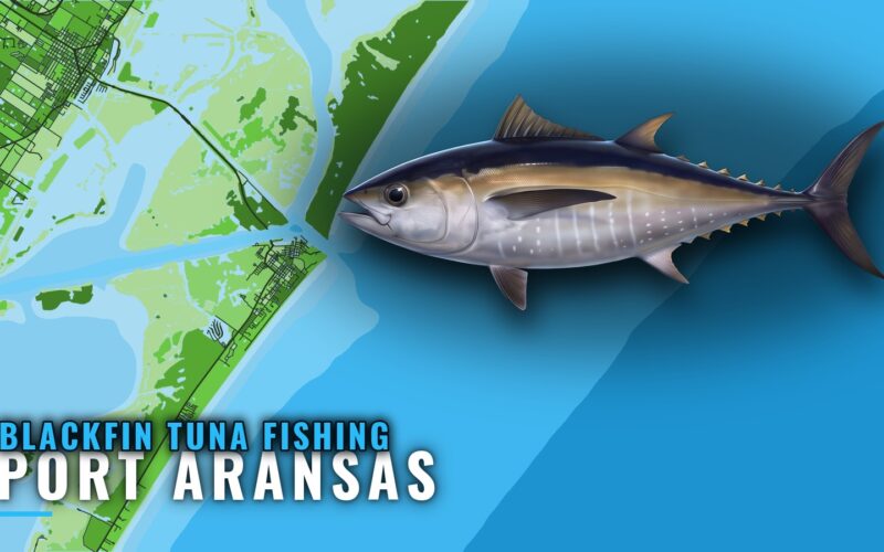Blackfin Tuna Fishing Out of Port Aransas: Reefs and Season