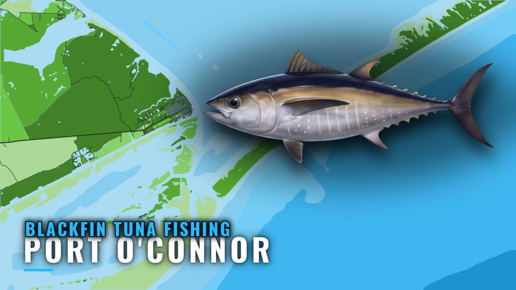 Blackfin Tuna Fishing out of Port O’Connor, Texas