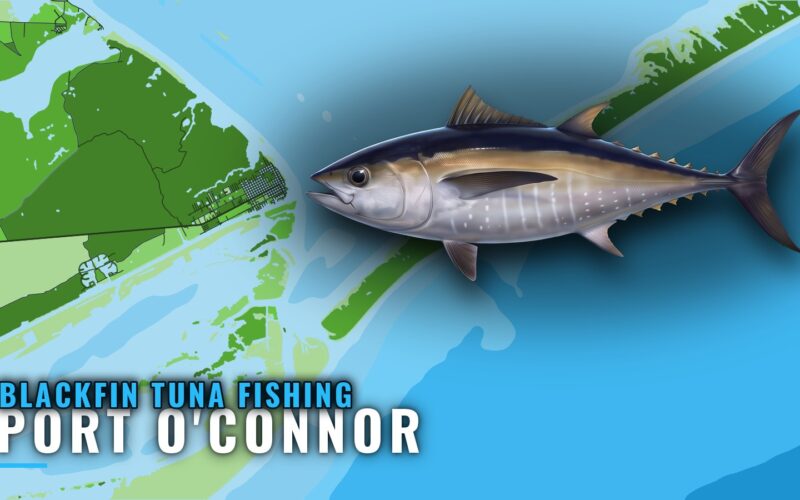 Blackfin Tuna Fishing out of Port O’Connor, Texas