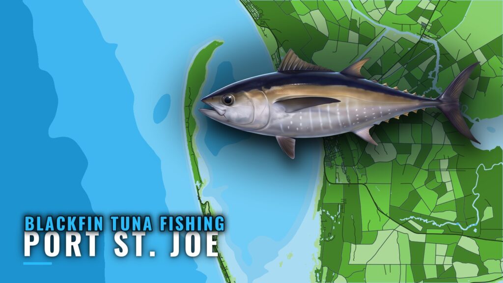 Blackfin Tuna Fishing Out of Port St. Joe: Where and How