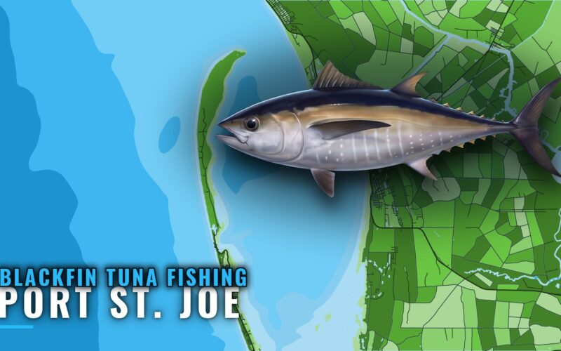 Blackfin Tuna Fishing Out of Port St. Joe: Where and How