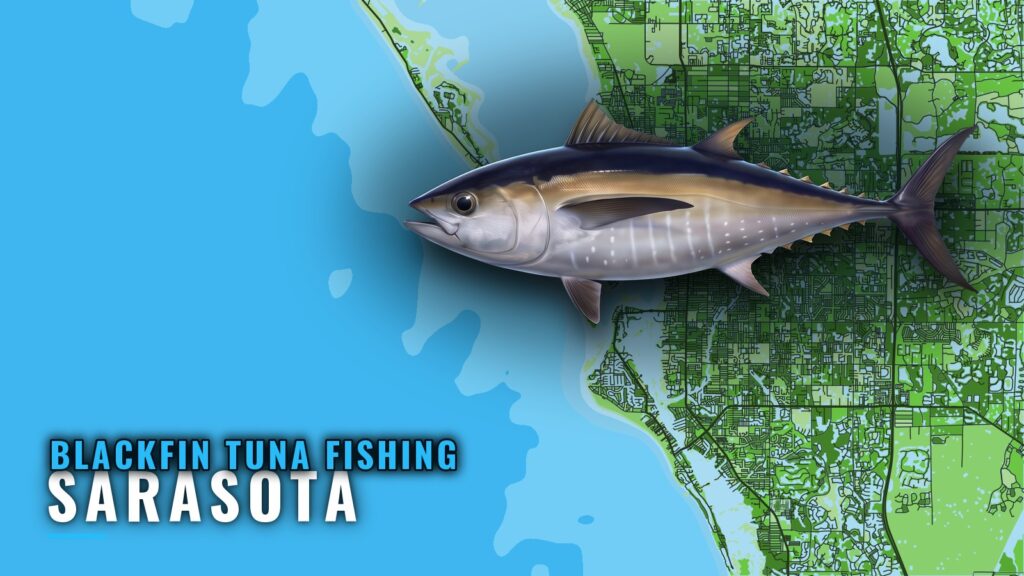 Blackfin Tuna Fishing Out of Sarasota: Runs and Grounds
