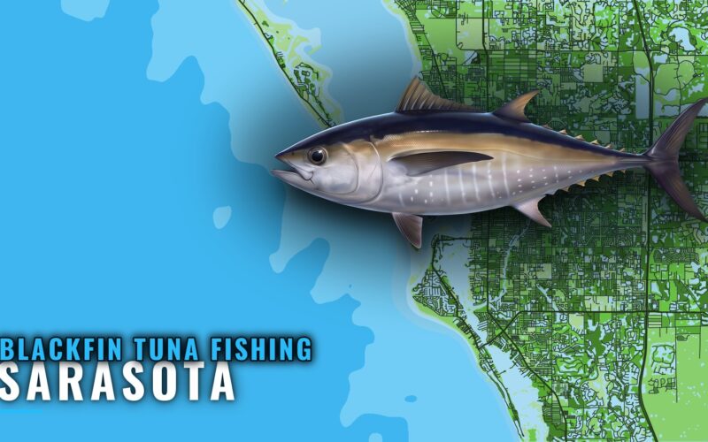 Blackfin Tuna Fishing Out of Sarasota: Runs and Grounds
