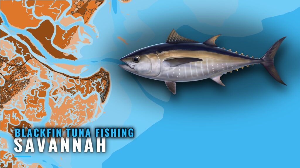 Blackfin Tuna Fishing Out of Savannah: Seasons and Grounds