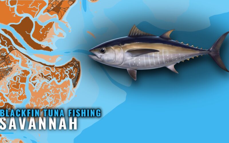 Blackfin Tuna Fishing Out of Savannah: Seasons and Grounds