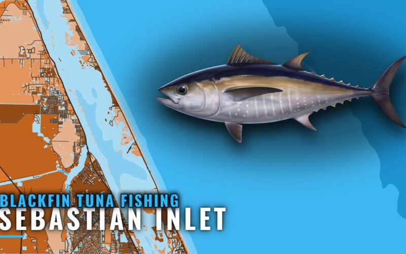 Blackfin Tuna Fishing Out of Sebastian Inlet: Port Guide