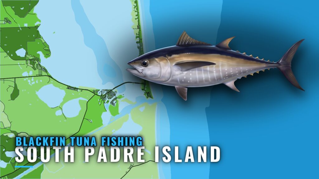 Blackfin Tuna Fishing Out of South Padre Island