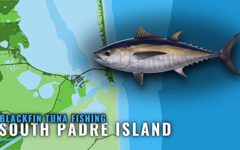 Blackfin Tuna Fishing Out of South Padre Island