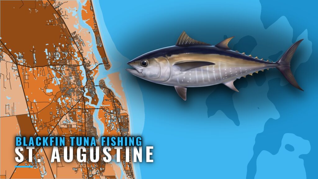 Blackfin Tuna Fishing Out of St. Augustine: Runs and Reefs