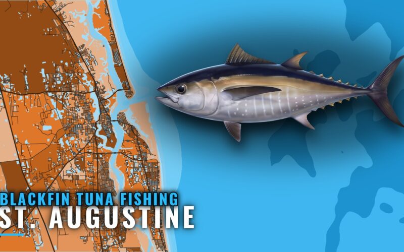 Blackfin Tuna Fishing Out of St. Augustine: Runs and Reefs