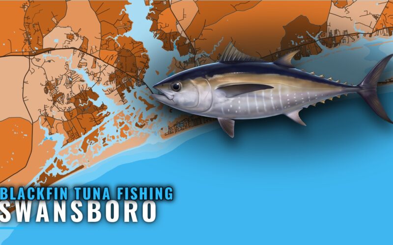 Blackfin Tuna Fishing Out of Swansboro, NC: A Port Briefing
