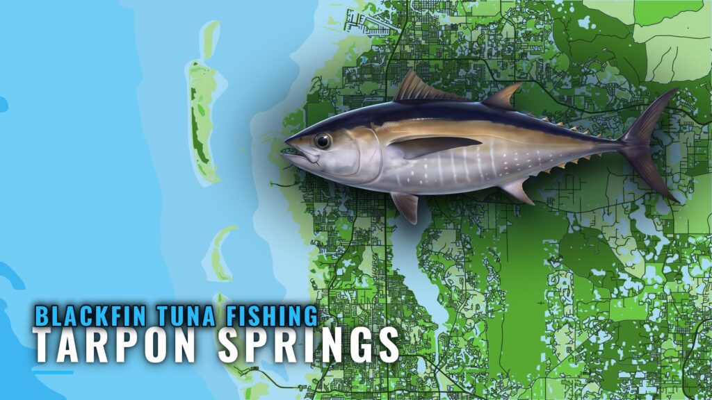Blackfin Tuna Fishing Out of Tarpon Springs: Where and How