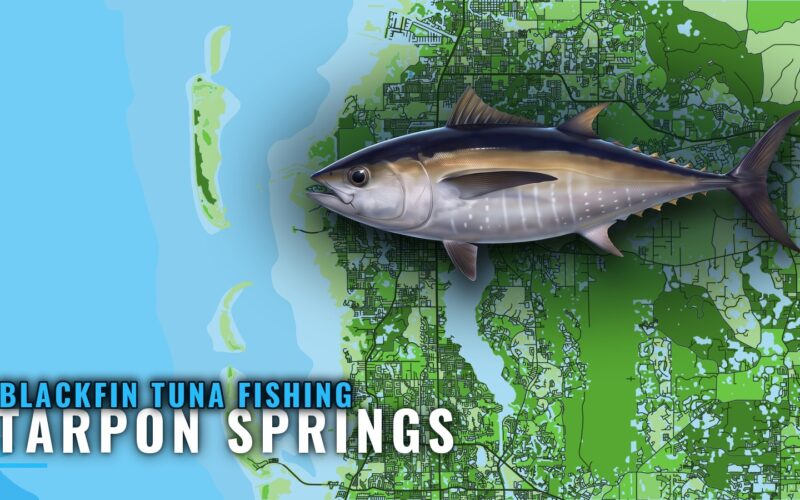 Blackfin Tuna Fishing Out of Tarpon Springs: Where and How