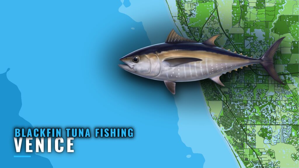 Blackfin Tuna Fishing Out of Venice, Florida: Runs, Reefs