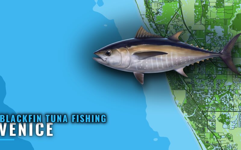 Blackfin Tuna Fishing Out of Venice, Florida: Runs, Reefs