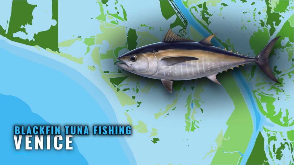 Blackfin Tuna Fishing Out of Venice: Lumps, Canyons, Rigs
