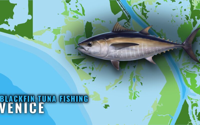 Blackfin Tuna Fishing Out of Venice: Lumps, Canyons, Rigs