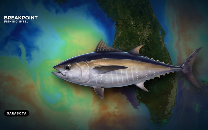 Blackfin Tuna off Sarasota: Passes, Edges and Rules