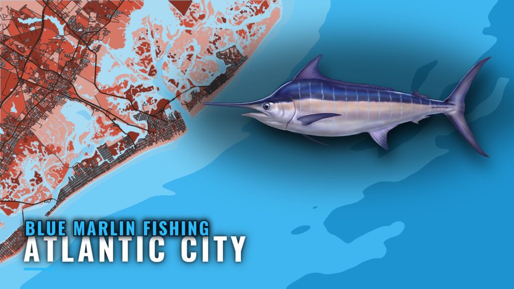 Blue marlin fishing out of Atlantic City: when and where