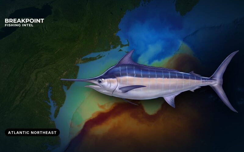 Blue Marlin Fishing in the Atlantic Northeast: A Guide