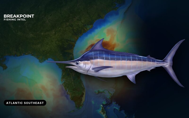 Blue Marlin Fishing in the Atlantic Southeast: Field Guide