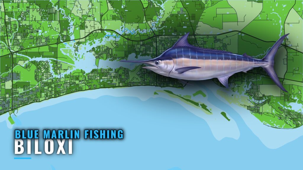 Blue Marlin Fishing Out of Biloxi: Season, Run and Grounds