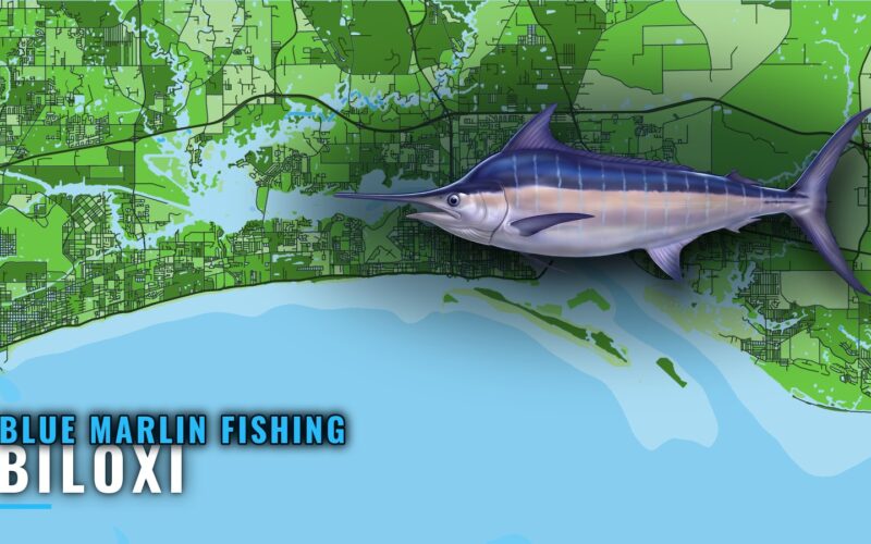 Blue Marlin Fishing Out of Biloxi: Season, Run and Grounds