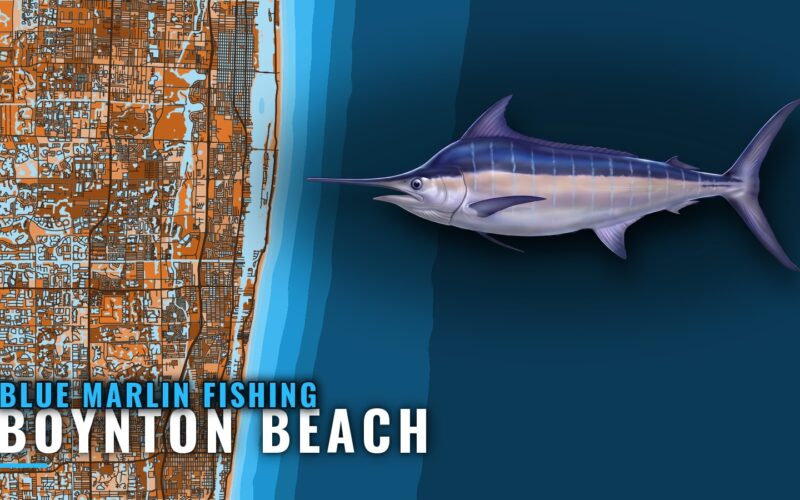 Blue Marlin Fishing Out of Boynton Beach, April to October