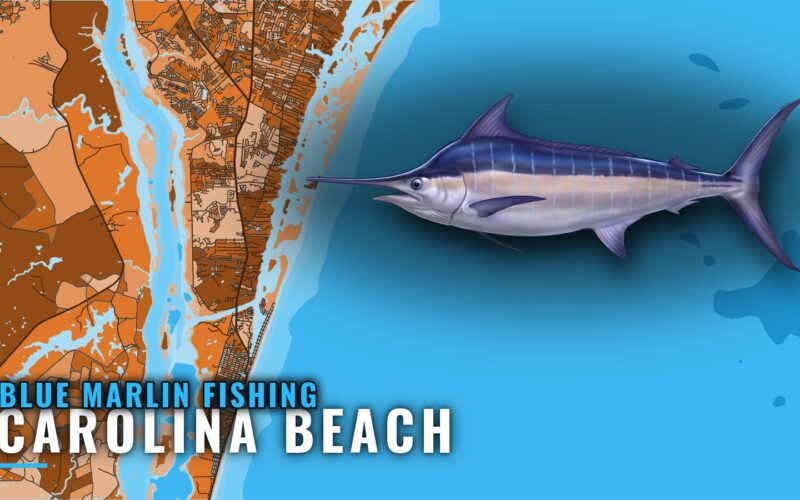 Blue Marlin Fishing out of Carolina Beach, North Carolina