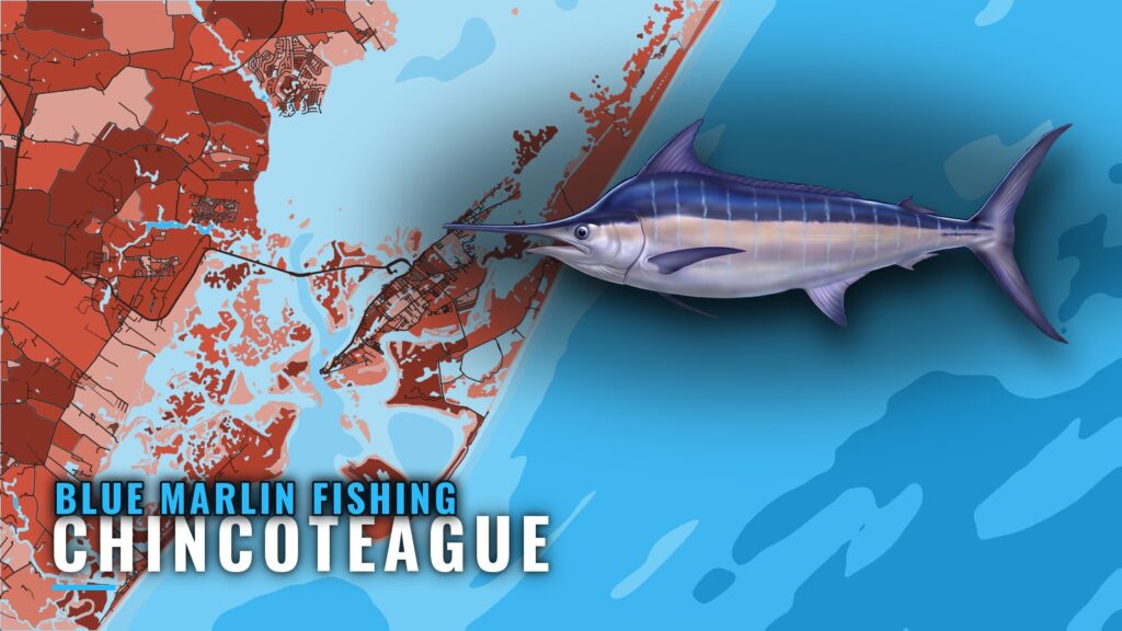 Blue Marlin Fishing out of Chincoteague: Canyons and Reefs