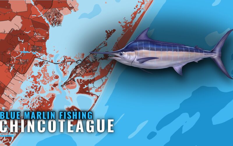 Blue Marlin Fishing out of Chincoteague: Canyons and Reefs