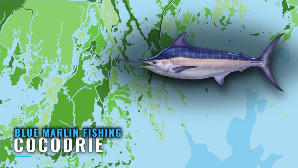 Blue Marlin Fishing Out of Cocodrie: Grounds and Depths