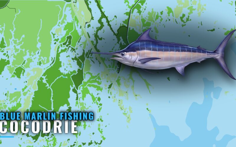Blue Marlin Fishing Out of Cocodrie: Grounds and Depths