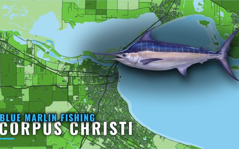 Blue Marlin Fishing Out of Corpus Christi: Season and Spots