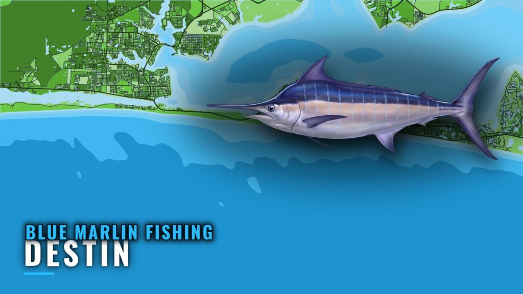Blue Marlin Fishing Out of Destin: Season, Run and Wrecks
