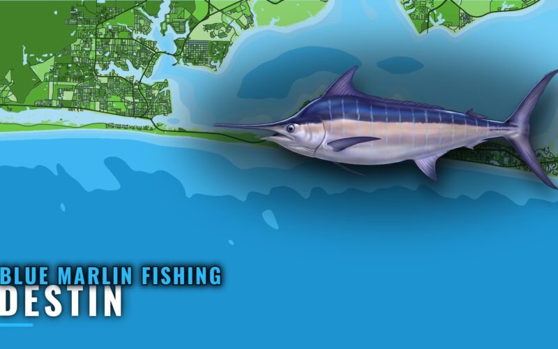 Blue Marlin Fishing Out of Destin: Season, Run and Wrecks
