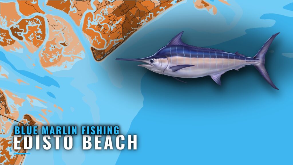 Blue Marlin Fishing Out of Edisto Beach: Season and Grounds