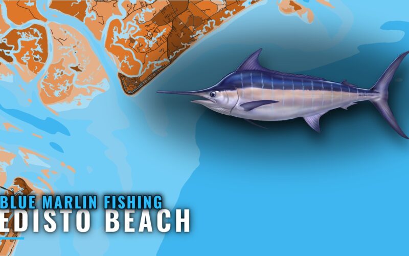 Blue Marlin Fishing Out of Edisto Beach: Season and Grounds