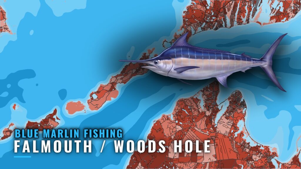 Blue marlin fishing out of Falmouth / Woods Hole