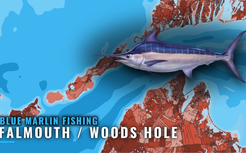 Blue marlin fishing out of Falmouth / Woods Hole